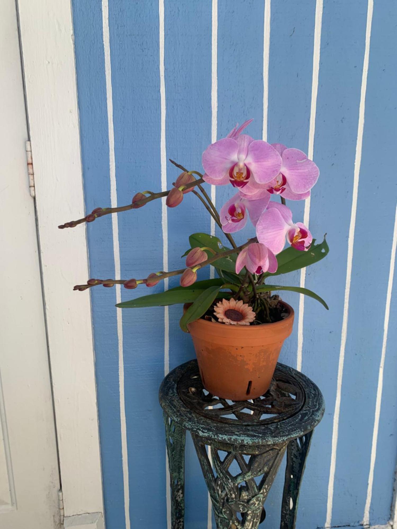 Mini Studio: 10 Min/Siesta Key/Private Entrance/ 萨拉索塔 外观 照片
